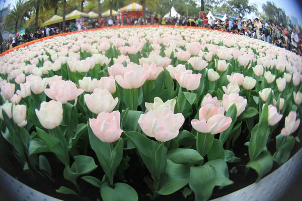 Tulipano in mostra di fiori a 2011 hk — Foto Stock