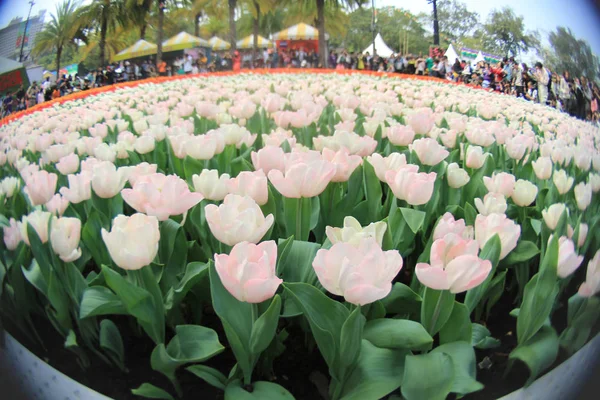 Tulip in flower show op 2011 hk — Stockfoto