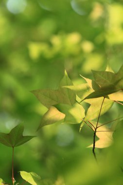 güneş ışını ile doğa bahar arka plan