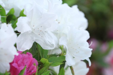 Güzel pembe ormangülü çiçek