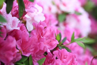 Güzel pembe ormangülü çiçek