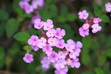Güzel pembe ormangülü çiçek
