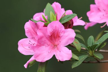 Güzel pembe ormangülü çiçek