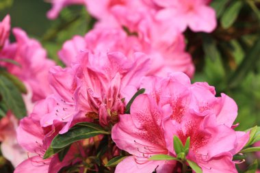 Güzel pembe ormangülü çiçek