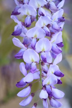 soyut mor bahar çiçekleri arka plan