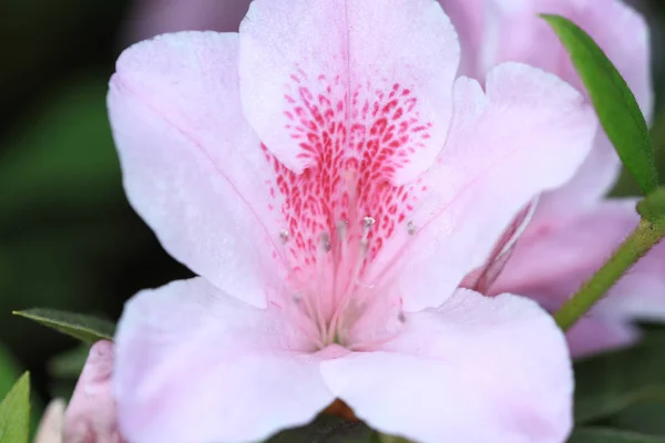 Krásný Růžový rododendron květiny — Stock fotografie