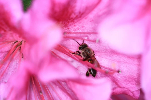 美丽的粉红色杜鹃花 — 图库照片