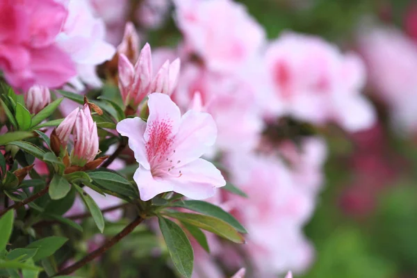 As belas flores de rododendro rosa — Fotografia de Stock