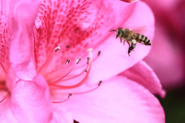 Bellissimi fiori di rododendro rosa — Foto Stock