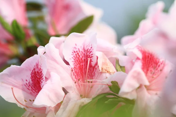 Die schönen rosafarbenen Rhododendron-Blüten — Stockfoto