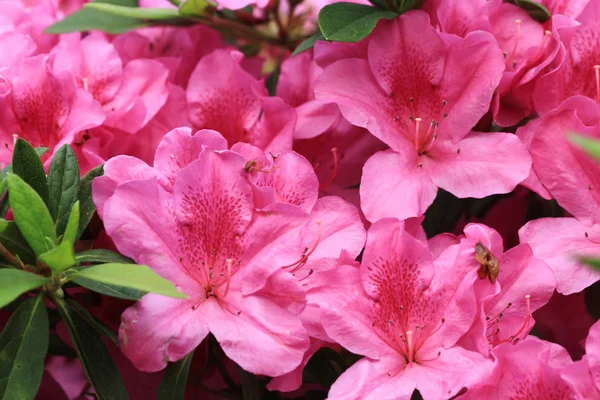 Las flores Hermosas rosadas de rododendro — Foto de Stock