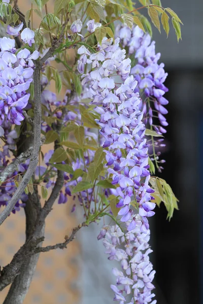 Astratto viola primavera fiori sfondo — Foto Stock