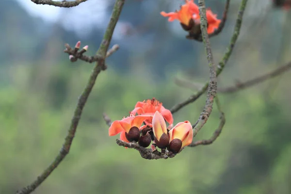 Цвітіння Bombax дерева червоного шовкового бавовна — стокове фото