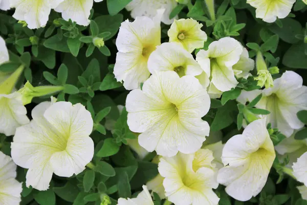 Taipei International Flora Exposition 2011 — Stock Photo, Image