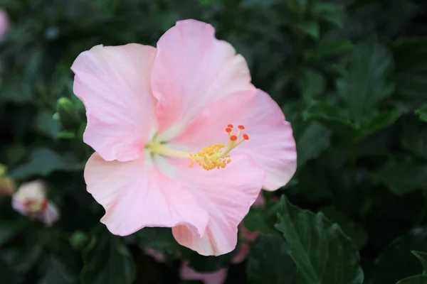 Taipei International Flora Exposition 2011 — Foto Stock