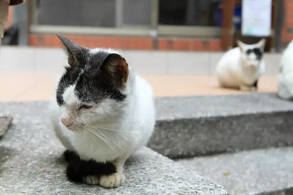 Cat, utcában Jiufen faluban Tajvan ülök — Stock Fotó