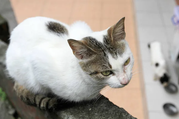 Katze sitzt auf Straße im jiufen Dorf Taiwan — Stockfoto