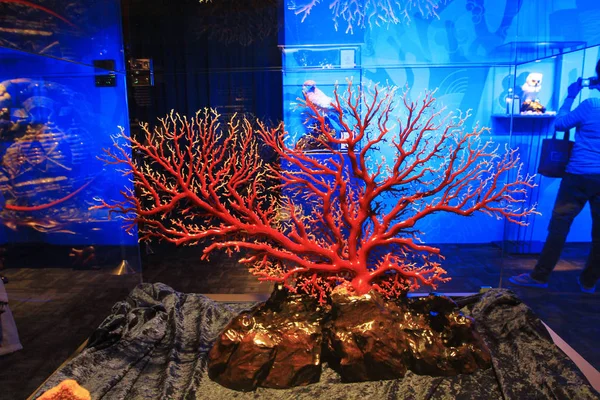 Kiállítás a Múzeum, a korallok a tajvani — Stock Fotó