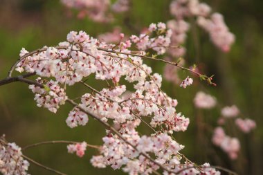 Japonya, Kyoto 'daki Ninna-ji Tapınağı' nda güzel sakura çiçekleri.