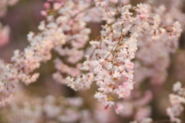 Japonya, Kyoto 'daki Ninna-ji Tapınağı' nda güzel sakura çiçekleri.