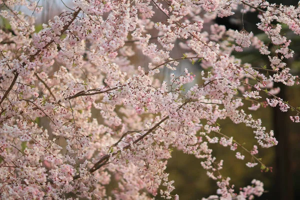 Kirschblüte bei ninna-ji kyoto — Stockfoto