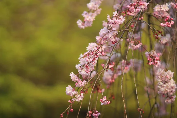 Cherry Blossom at ninna-ji kyoto — Stock Photo, Image