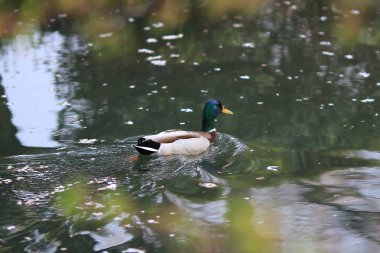 Yaban ördeği Drake bir nehirde Yüzme