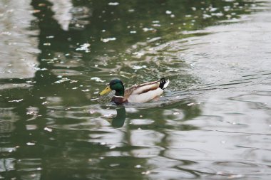 Yaban ördeği Drake bir nehirde Yüzme