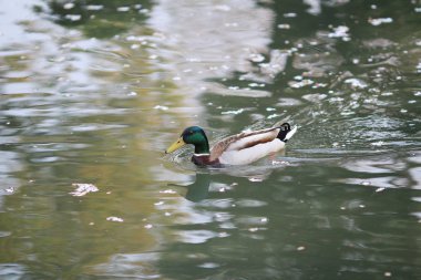 Yaban ördeği Drake bir nehirde Yüzme
