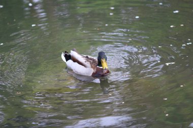 Yaban ördeği Drake bir nehirde Yüzme