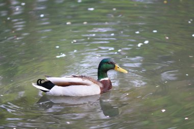 Yaban ördeği Drake bir nehirde Yüzme