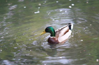 Yaban ördeği Drake bir nehirde Yüzme