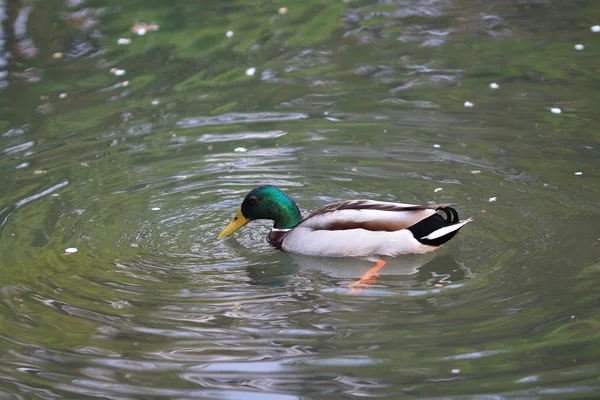 绿头野鸭德雷克在一条河游泳 — 图库照片
