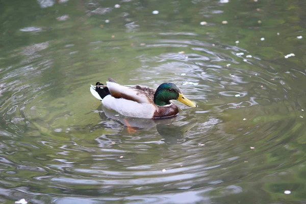 Mallard Drake pływanie na rzece — Zdjęcie stockowe