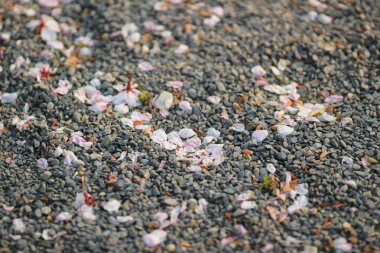 halı zemin kiraz çiçeği çiçek