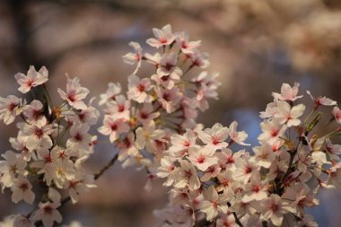 Bahar kiraz çiçekleri, pembe çiçekler.