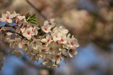 Bahar kiraz çiçekleri, pembe çiçekler.