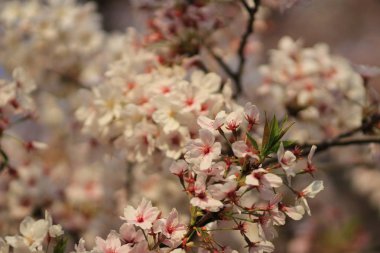 Bahar kiraz çiçekleri, pembe çiçekler.