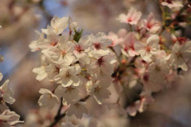 Bahar kiraz çiçekleri, pembe çiçekler.