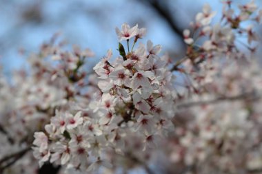 Bahar kiraz çiçekleri, pembe çiçekler.
