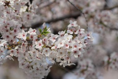 Bahar kiraz çiçekleri, pembe çiçekler.