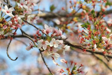 Bahar kiraz çiçekleri, pembe çiçekler.