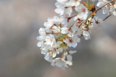  Bahar sakura Pembe çiçek