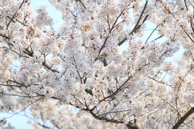  Bahar sakura Pembe çiçek