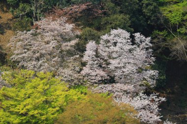  Arashiyama Kyoto, Japonya