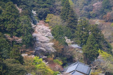 Arashiyama hills, Kyoto, Japonya, kiraz çiçeği