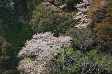 Arashiyama hills, Kyoto, Japonya, kiraz çiçeği