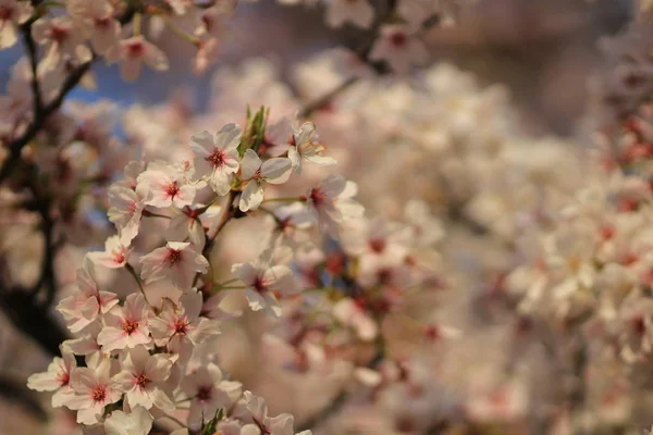 春桜、ピンクの花. — ストック写真