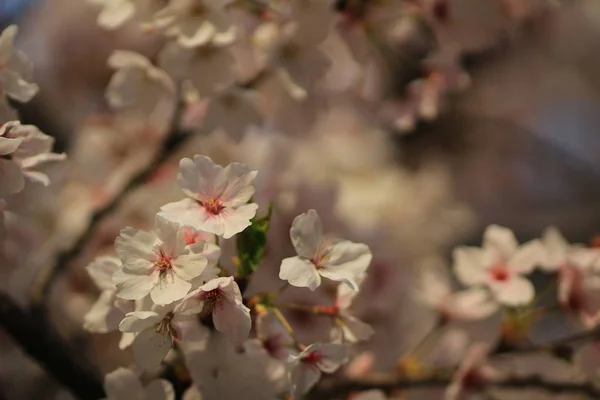 春天的樱花，粉色的花. — 图库照片