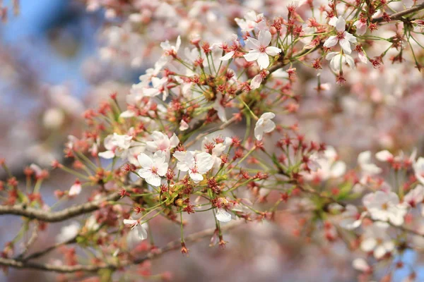 Spring Cherry blossoms, pink flowers. — Stock Photo, Image
